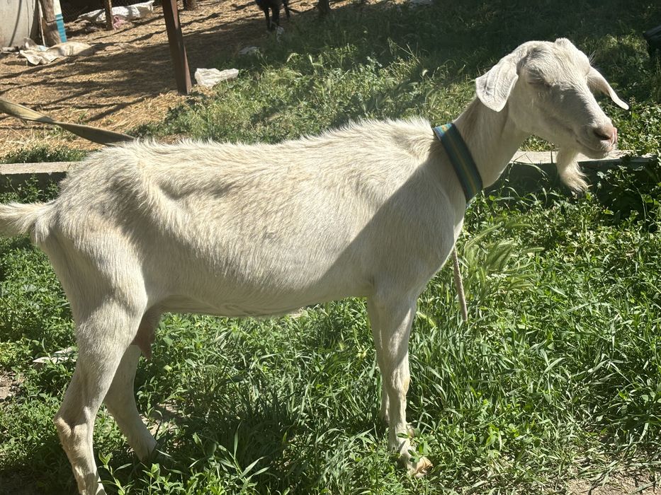 Ешкі сатам келісеміз