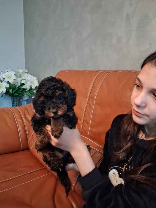 Пудели мини и той