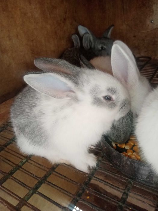 Куён боласи. Кролики