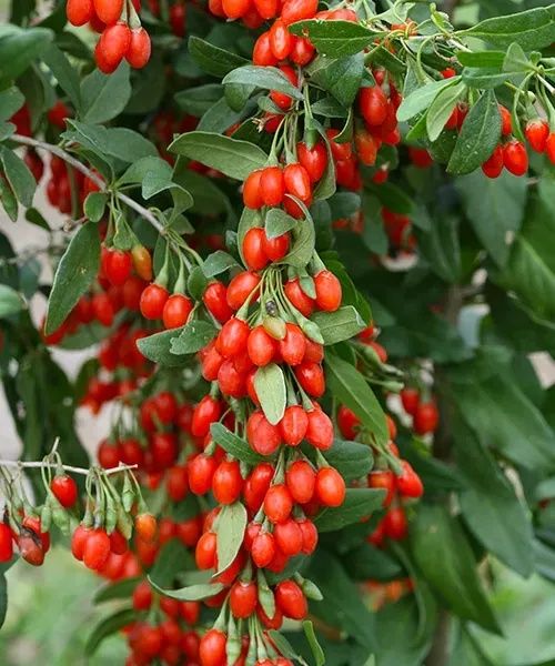 Arbuști Fructiferi  GOJI