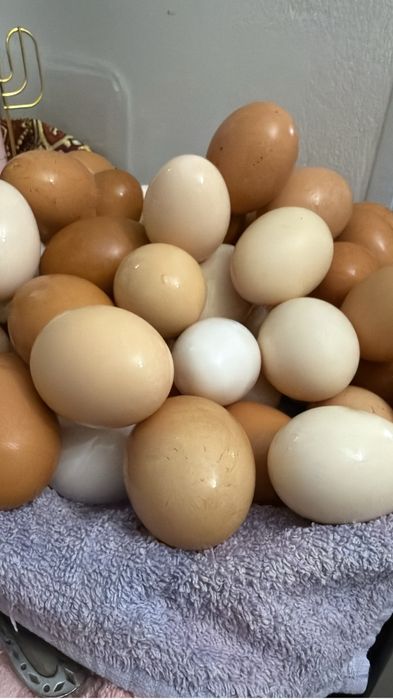 Инкубационные яица домашние