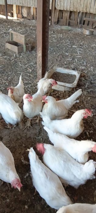 Продам курей срочно