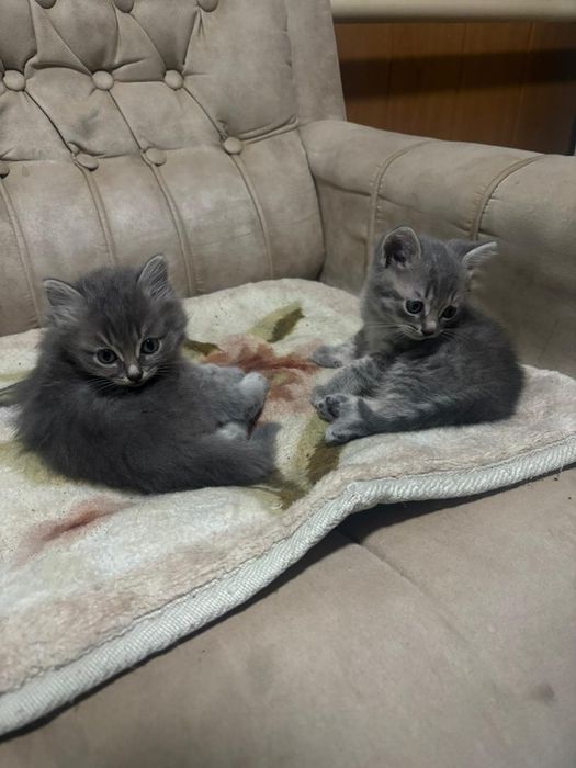 Отдам котят в хорошие руки
