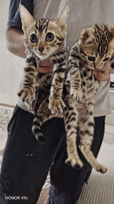 Bengal bolalari qiz o'g'il