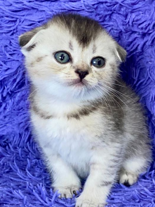 шиншилла золото серебро
