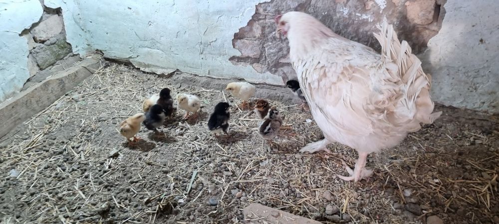 Товук 10 жужаси билан сотилади