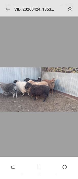 Продам или обмен