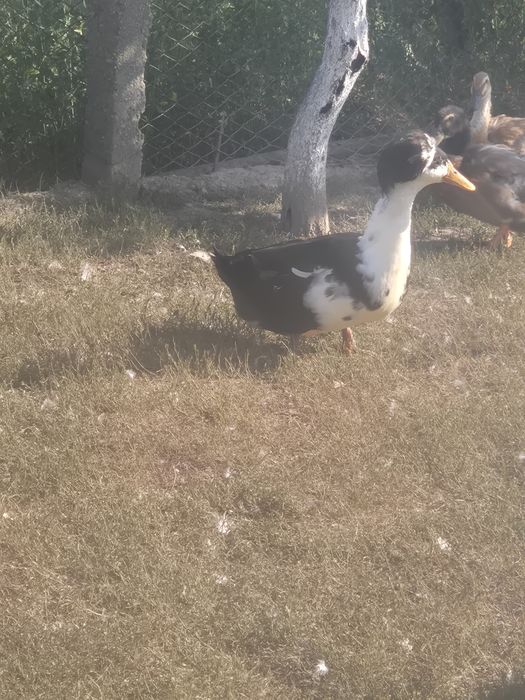Rate motate si fara mot de vanzare