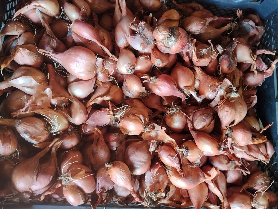 Продам Сорокозубку лук