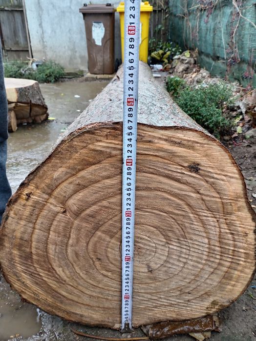 Trunchi Paulownia - 3,15 m lungime, 47 cm diametru, categoria A/B