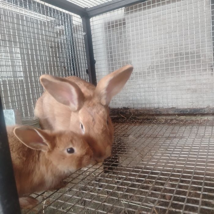 Burgund quyon tozza qon