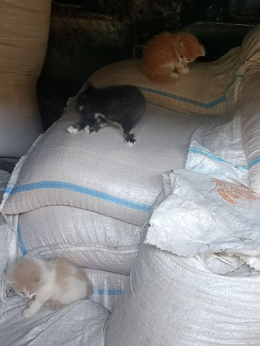 Дарю котят крысыловы