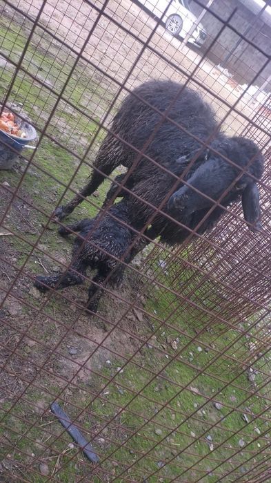 кой, баран, кочкар