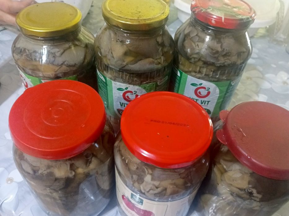 Продам грибы вешанки