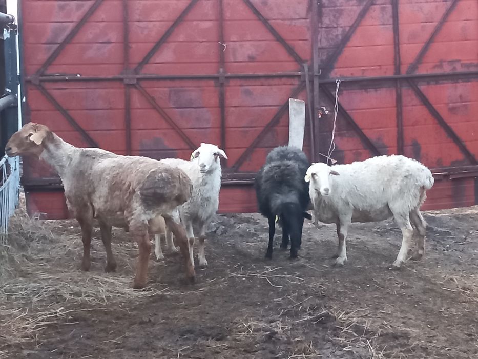 Кошкар  на Племя.