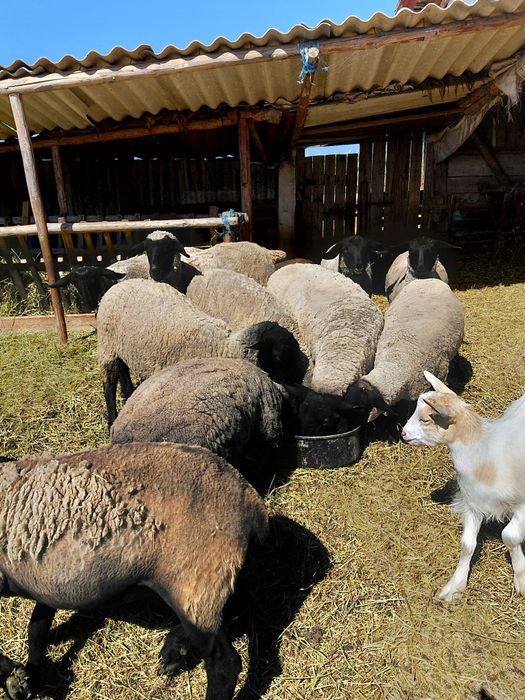 Oi suffolk de rasa