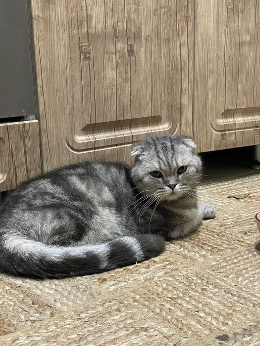 Отдам котика шотландца в добрые руки