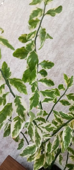 Педилантус     .