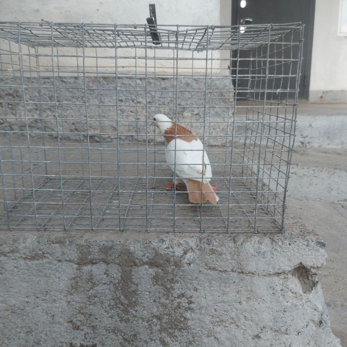 Желташейки самка лет боям