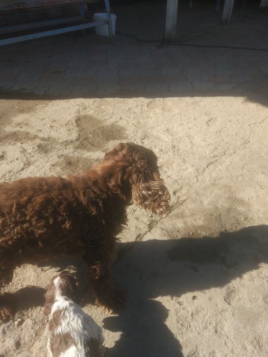 Продам щенков спаниель