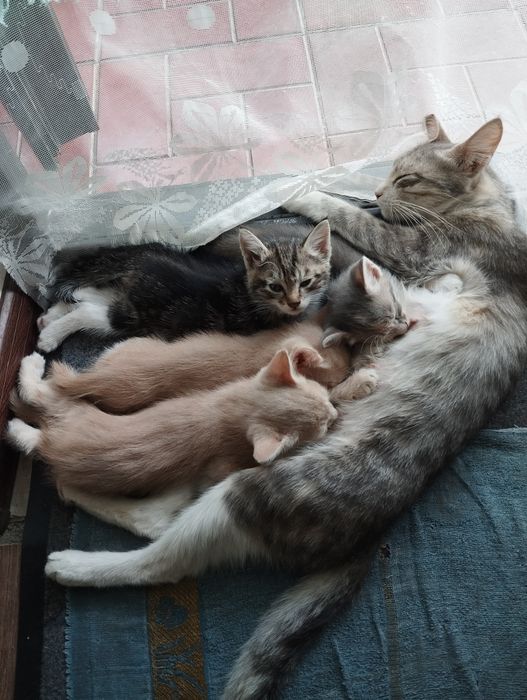 Пожалуйста помогите..котята все разные.красивые.уже умнички..12.штук.