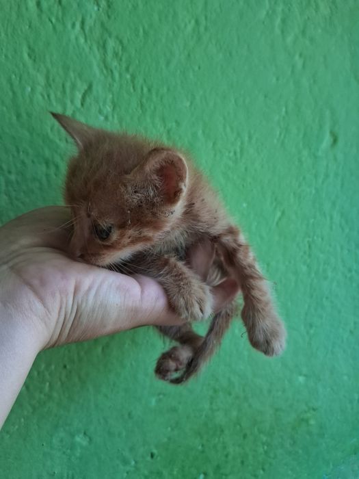 Подарявам 3 котета