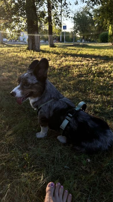 Мальчик для случки