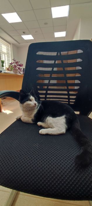 Девочка ищет ответственные руки!