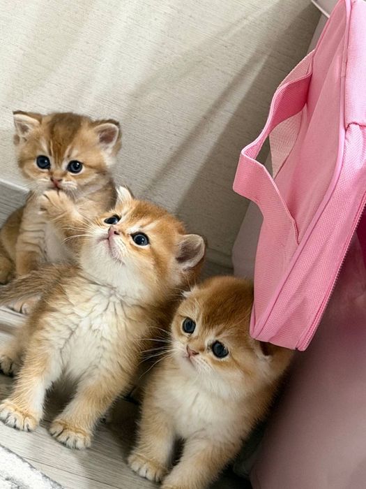 Котята Британской золотой шиншилы Скоттиш-страйт
