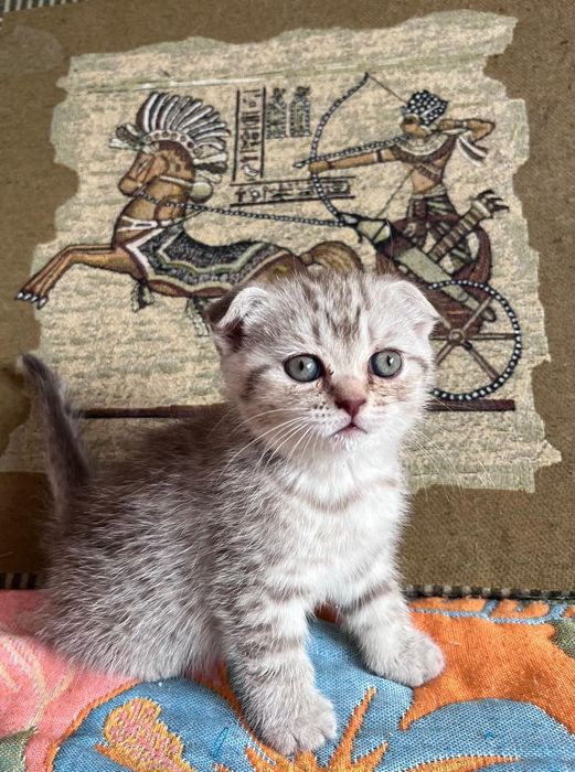 Шотландские вислоушки