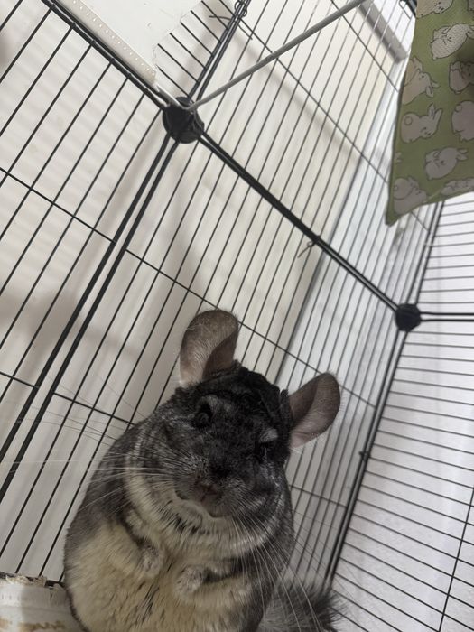 Șinsila mascul si femela