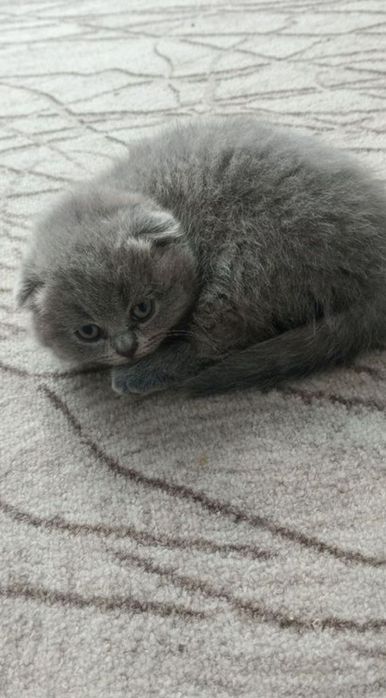 Девчки прямоухие и веслоухие в плюшевых шубках, 1.5 мес