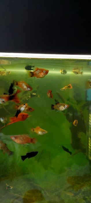 Продам мальков подрощенных