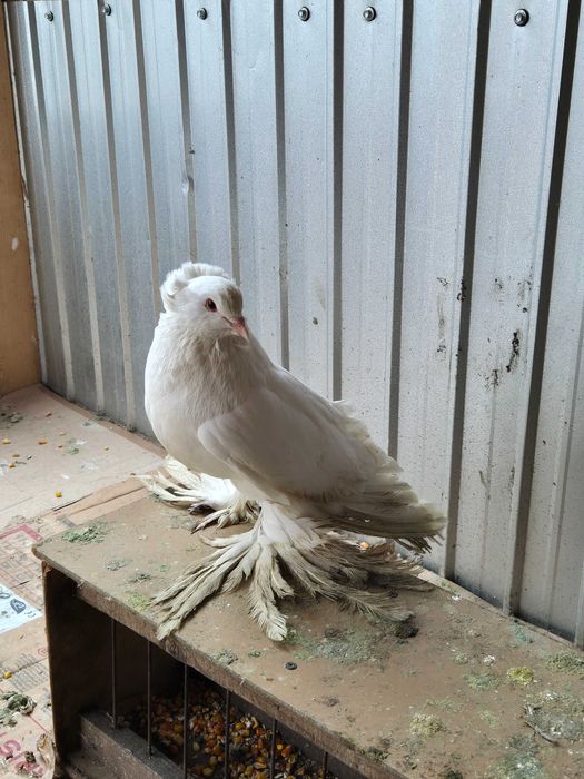 Mascul urias maghiar