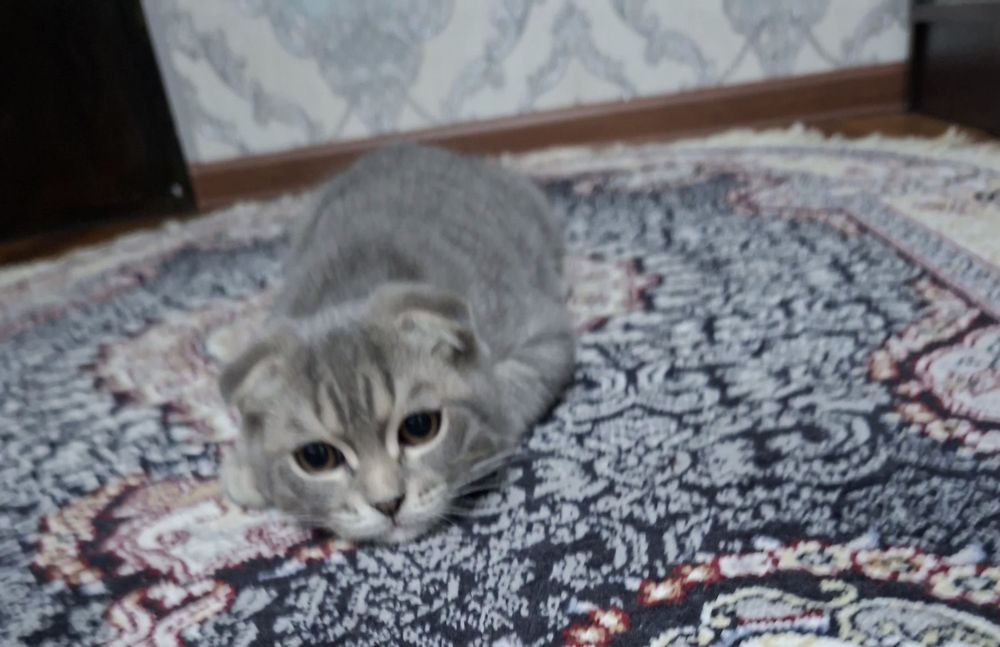 Котёнок хорошие руки