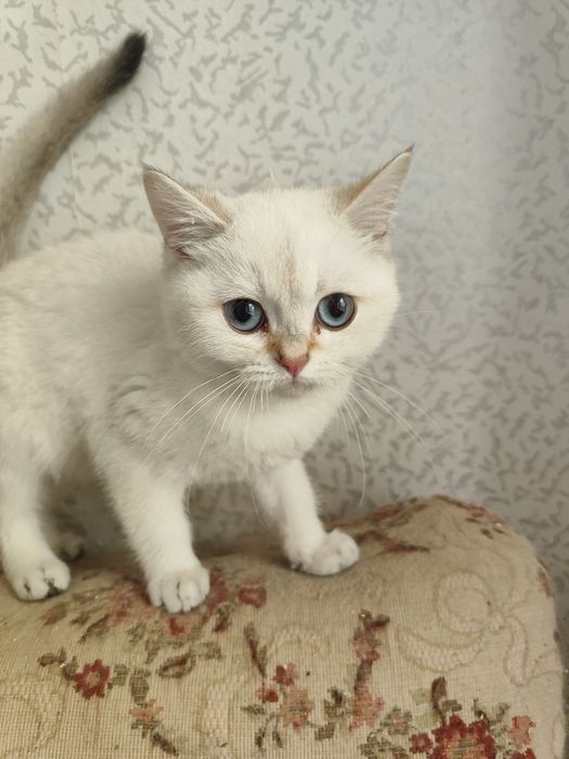 Шиншиллка мальчик шотландец