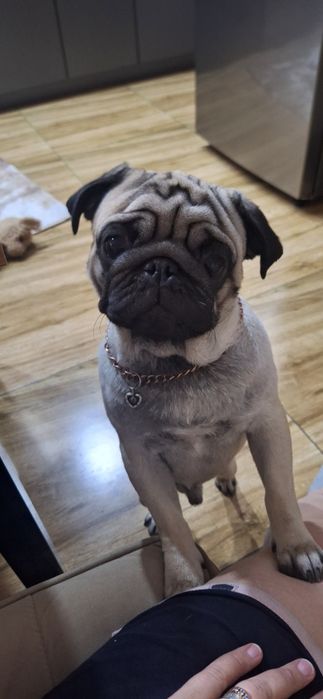 Мопс для вязки, наш мопс Тедди ищет спутницу