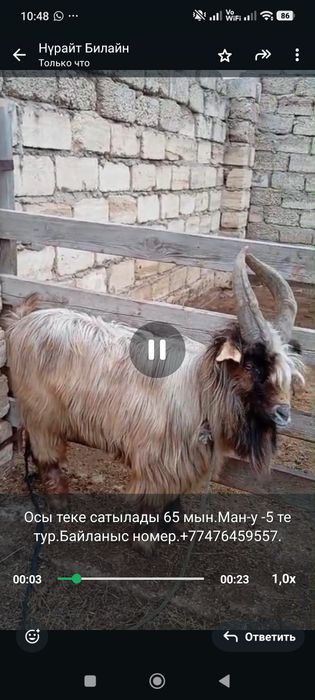 Теке сатылады.Мағыстау-5 те тұр.