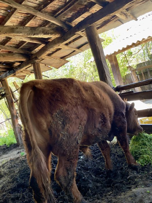 Taur rasa Angus cu Băltată Românească