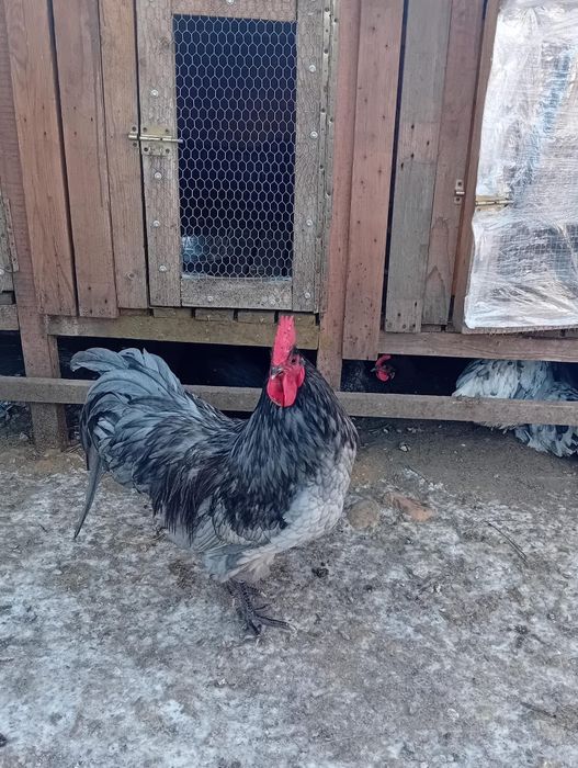 Cocosi Australorp