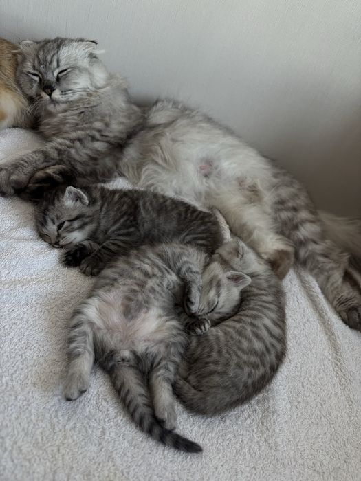 Шотландские котята