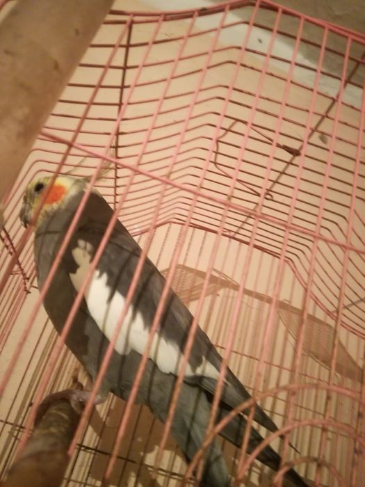 Птица тропик домашнее .. Капелла.