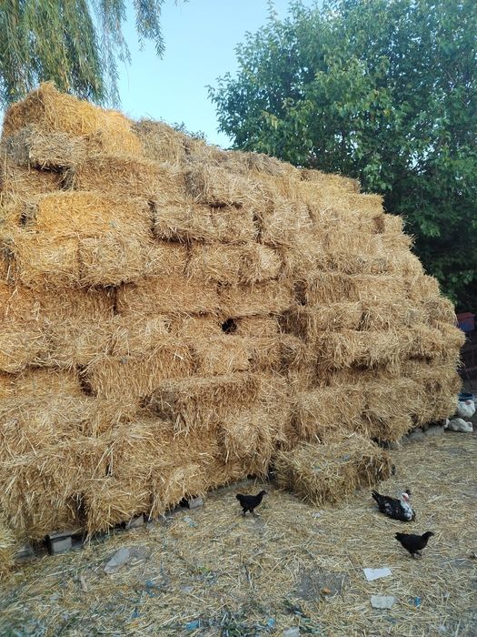 Vând baloți iarbă si de paie!