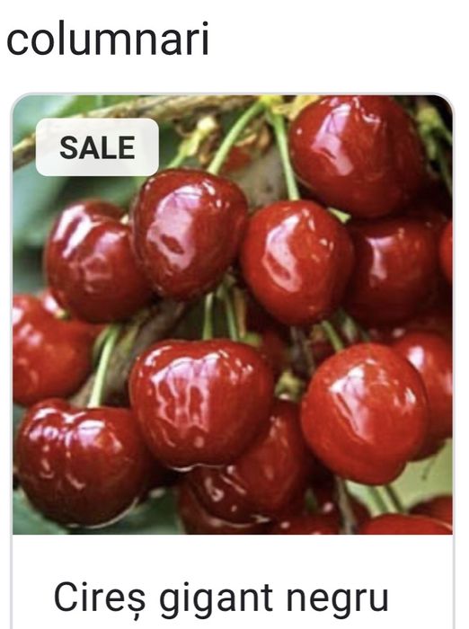 Pomi columnari fructiferi