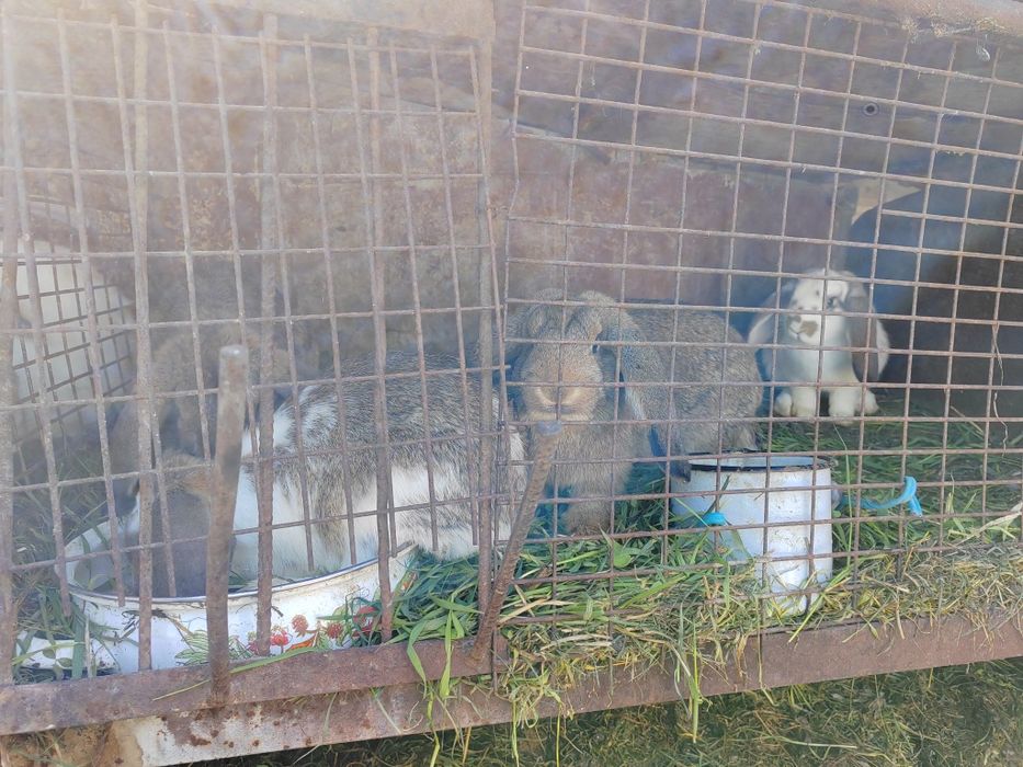 Vând pui de iepuri berbec german