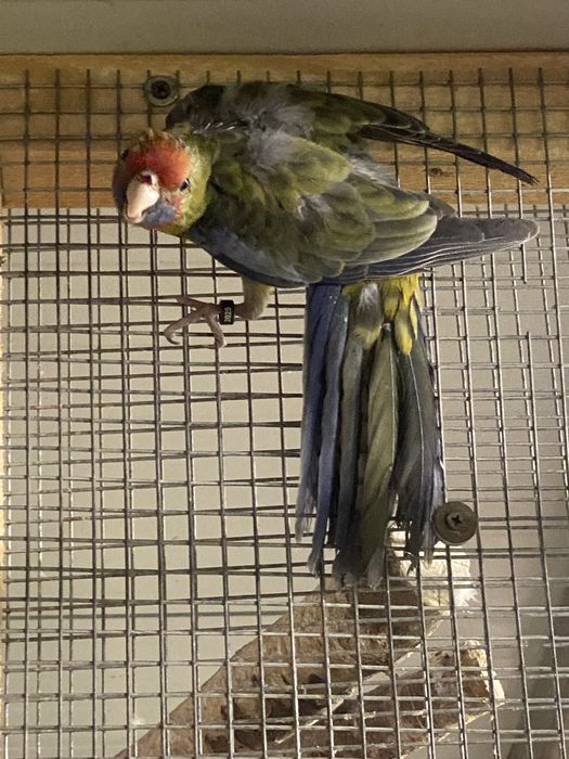 Papagal rosella 2025