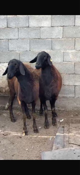 Продам гисар