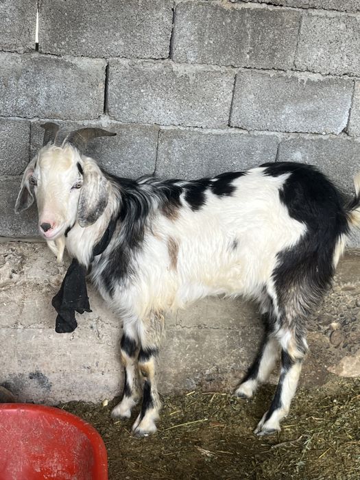 Альпиский жас теке сатылады