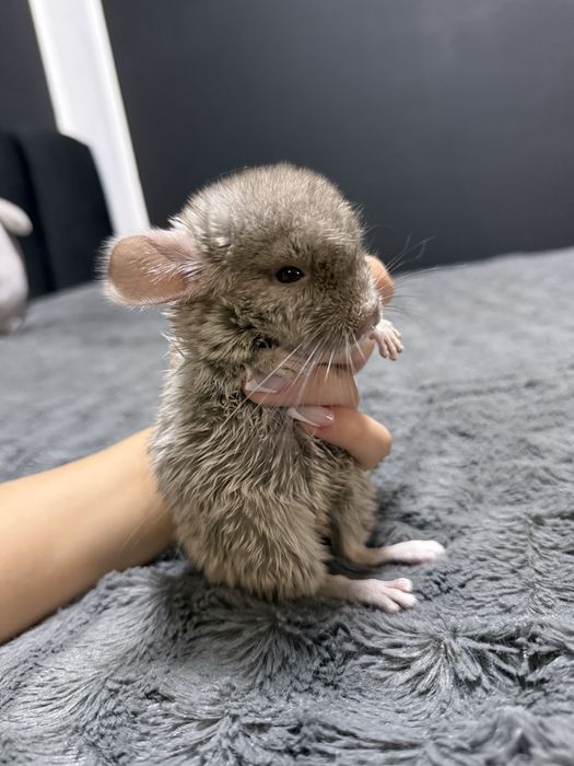 Pui chinchilla bej-gri