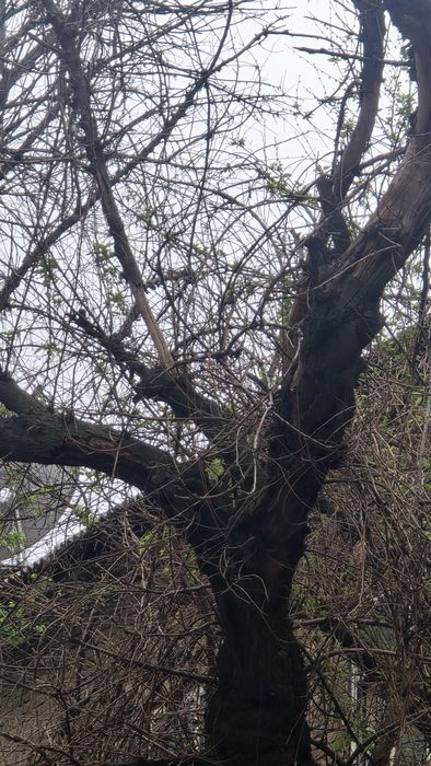 Утин куриган дарахт дрова